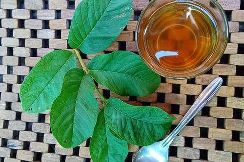 Công dụng bất ngờ của nước lá ổi cho thị lực mà bạn chưa biết