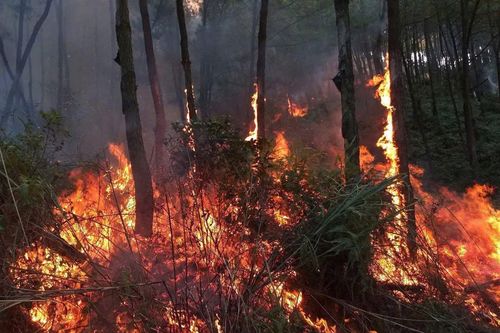 Sét đánh gây cháy rừng ở Nghệ An