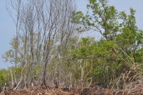 Biển xâm thực 'nuốt' rừng phòng hộ