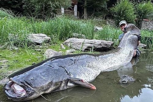 Câu được cá trê khổng lồ dài 2,7 m sau 50 phút 'đấu tay đôi'