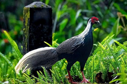 Gà lôi trắng được nhân giống thành công ở Vườn quốc gia Bạch Mã
