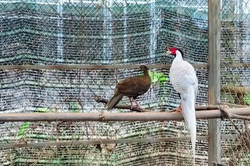 Khám phá 'ngôi nhà' của gà lôi trắng và động vật quý ở Huế