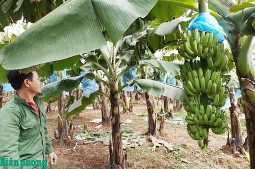 Màu xanh hy vọng trên vùng biên giới La Lay