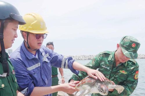 Rùa biển 12kg nằm trong Sách đỏ 'đi lạc' vào nhà máy nhiệt điện