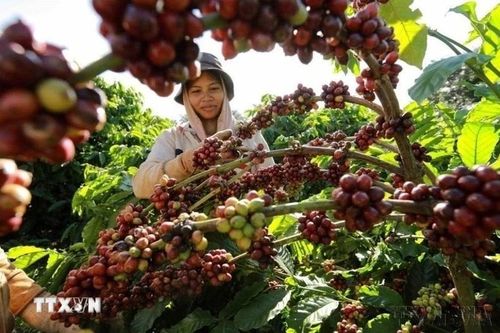 Càphê Brazil: Sản lượng giảm, giá tăng và những ẩn số sau đòn thuế quan Mỹ