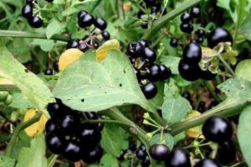 Quả dại ven đường xưa không ai 'ngó' nay có giá đắt đỏ, gần 1 triệu/kg, ở Việt Nam mọc um tùm
