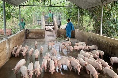Nguy cơ dịch tả lợn châu Phi lan rộng ở Hà Tĩnh vì người dân vứt xác lợn bừa bãi
