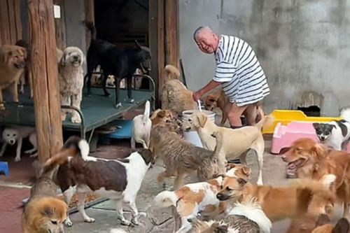 Ông cụ 1 mình nuôi hơn 300 chú chó mèo hoang nhờ vào tiền cắt tóc