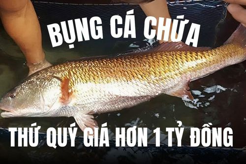 Việt Nam có loại cá đắt nhất nhì thế giới, bụng chứa thứ quý giá hơn 1 tỷ đồng