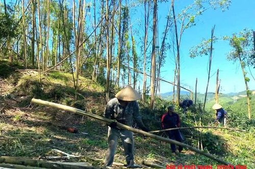 Để người dân không phải thu hoạch keo non