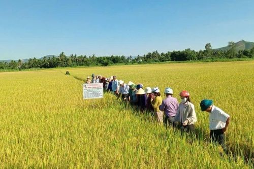 Mô hình sản xuất lúa chất lượng ở Hoài Nhơn Đông đạt lợi nhuận gần 17 triệu đồng/ha