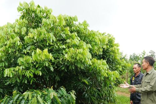 Bốn tốt - nền tảng xây dựng tổ chức đảng trong sạch