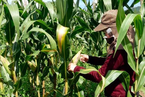 Khai phá tiềm năng, giữ gìn bản sắc xã Hàm Thạnh