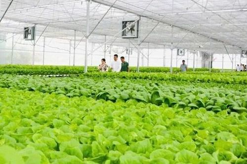 Tây Ninh hướng tới trung tâm nông nghiệp công nghệ cao hàng đầu khu vực