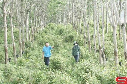 Bảo đảm việc làm, ổn định đời sống công nhân cao su