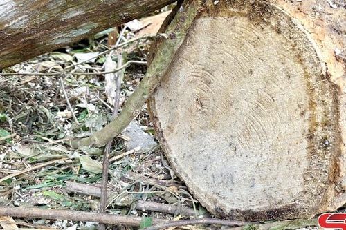 Cần xử lý nghiêm việc phá rừng phòng hộ trái phép: Rừng Pha Đin kêu cứu