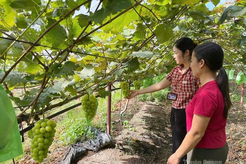 Cây nho trên đất Xuân Giang