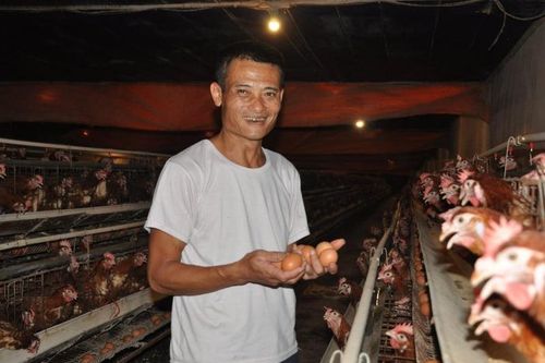 HTX mừng và lo khi giá trứng tăng mạnh