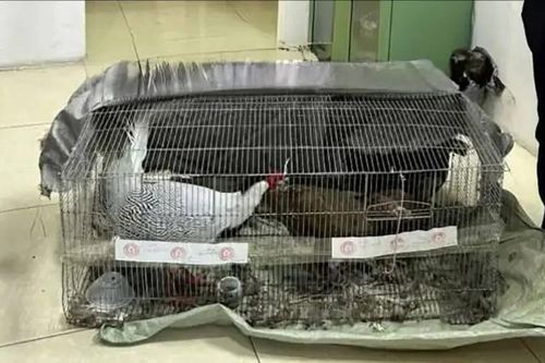 Kháng nghị bản án 6 năm tù với người bán gà lôi