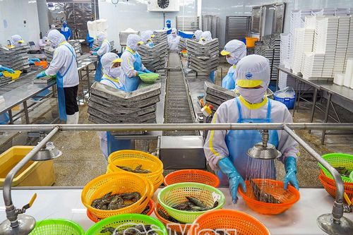 Khi 'thủ phủ tôm' căng buồm ra biển lớn - Bài 2: Nuôi tôm sạch, chinh phục thị trường khó tính