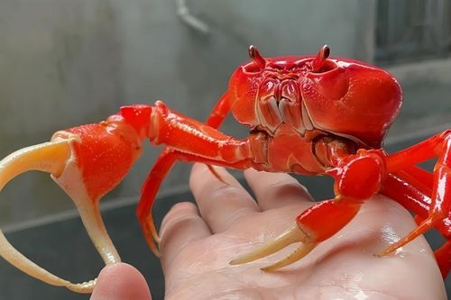 Độc lạ nuôi cua cảnh