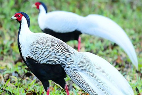 Gà lôi trắng được chuyển danh mục từ nhóm IB sang nhóm IIB khi nào?