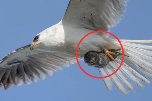 Bức ảnh nghiệt ngã: Phóng to lên mới thấy điều bất ngờ!