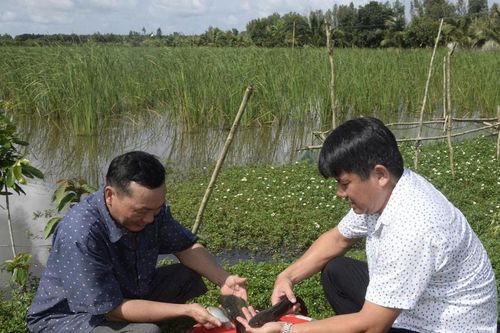 Nhân rộng các mô hình hồi sinh nguồn lợi cá đồng