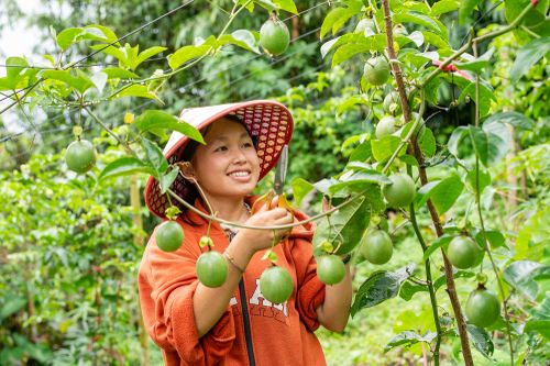 Cây thoát nghèo ở nơi lưng chừng núi
