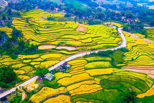 Mê mẩn mùa vàng nơi rẻo cao Quảng Ngãi