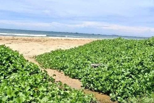 Vụ dòng nước thải đen kịt chảy ra biển Mũi Né: Asteria Mui Ne Resort thừa nhận để xảy ra sự cố bồn lọc