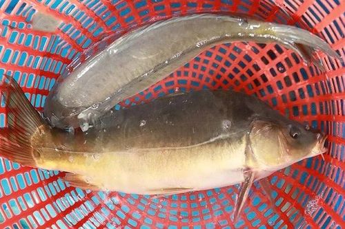 Loại cá xưa bị 'ghẻ lạnh' nay hơn nửa triệu đồng mỗi con