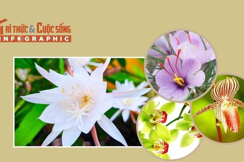[INFOGRAPHIC] 4 loại hoa đắt nhất thế giới
