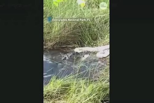 Cận cảnh cá sấu Everglades kéo trăn Miến Điện khổng lồ
