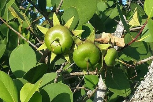 Nhóm nghiên cứu trường đại học điều chế cao lá bần hỗ trợ điều trị loét dạ dày