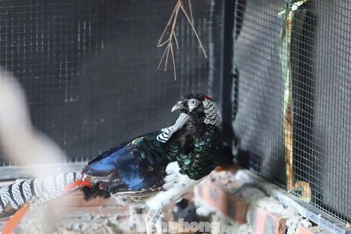 Cận cảnh nơi nuôi gà lôi trắng của anh nông dân bị tuyên 6 năm tù