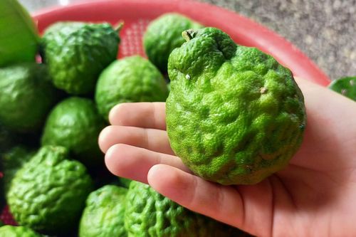 Cây đặc sản An Giang 'tưởng sắp tuyệt chủng', lá thơm làm nên món gà đốt trứ danh