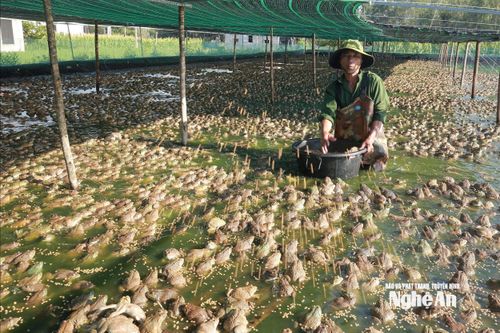 Biến ao hồ lầy lội thành nơi nuôi ếch Thái, một nông dân Nghệ An 'bỏ túi' hàng trăm triệu đồng/năm