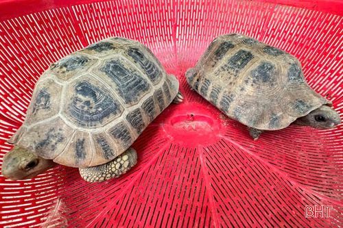 2 cá thể rùa núi vàng xuất hiện trong vườn nhà dân ở xã Hương Khê