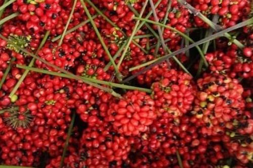 Ba loại hạt quý đắt như vàng của Việt Nam, có loại giá 240 triệu đồng/kg được săn lùng