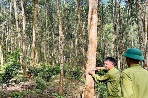 Rừng gỗ lớn giúp Nghệ An nâng giá trị kinh tế, sản lượng khai thác tăng 20%/năm