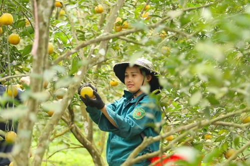 Giải pháp nâng cao giá trị cho 3 loại cây trồng chủ lực tại Bắc Trung Bộ