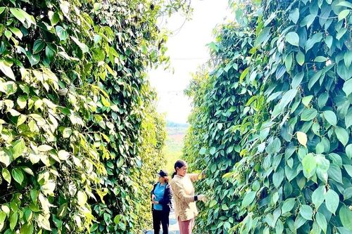Xã Kon Gang hướng tới mục tiêu phát triển trung bình khá