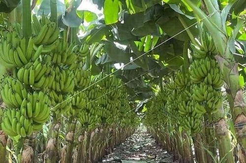 Chuối Việt Nam dẫn đầu thị phần tại Trung Quốc, tiến gần 'câu lạc bộ tỷ USD'