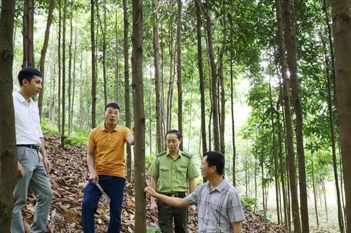 Lào Cai: Tập huấn kỹ thuật trồng quế hữu cơ cho nông dân Xuân Hòa, Nghĩa Đô