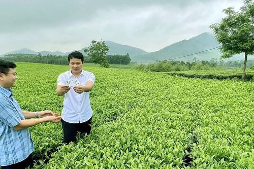 Xã Đồng Lương khơi dậy tiềm năng từ cây chè