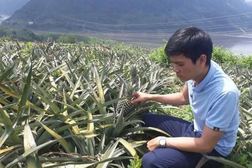 Lai Châu phát triển nông nghiệp hàng hóa theo hướng bền vững