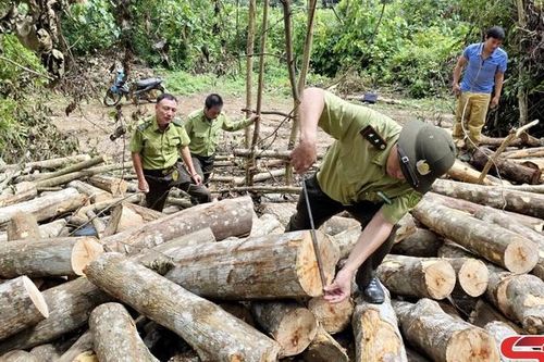 Cần xử lý nghiêm việc phá rừng phòng hộ trái phép: Phải có biện pháp đồng bộ, quyết liệt