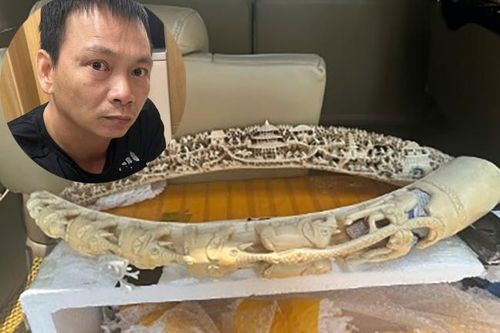 Hà Nội: Khởi tố một bị can vi phạm quy định bảo vệ động vật nguy cấp, quý hiếm