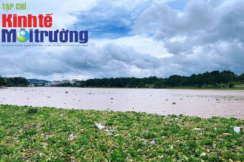 Hàng tấn bèo, rác thải phủ kín hồ Xuân Hương sau trận mưa lịch sử ở Đà Lạt